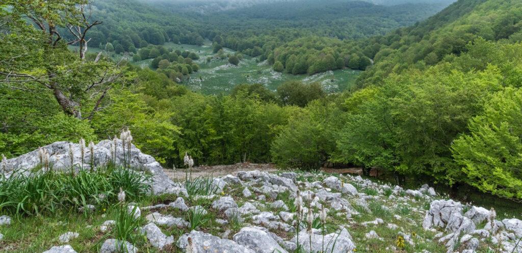 Forest bathing, meditazione informale