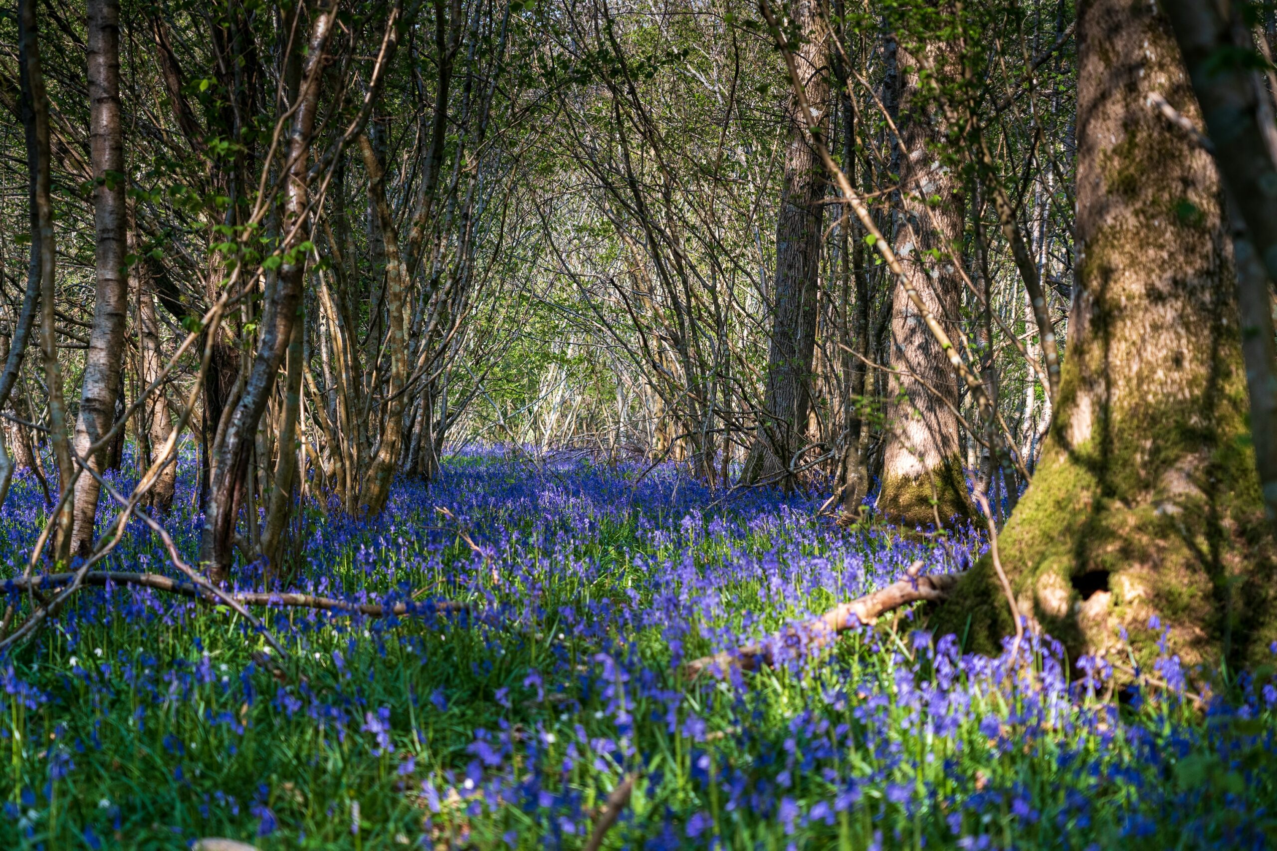 Forest Bathing, per vincere lo stress
