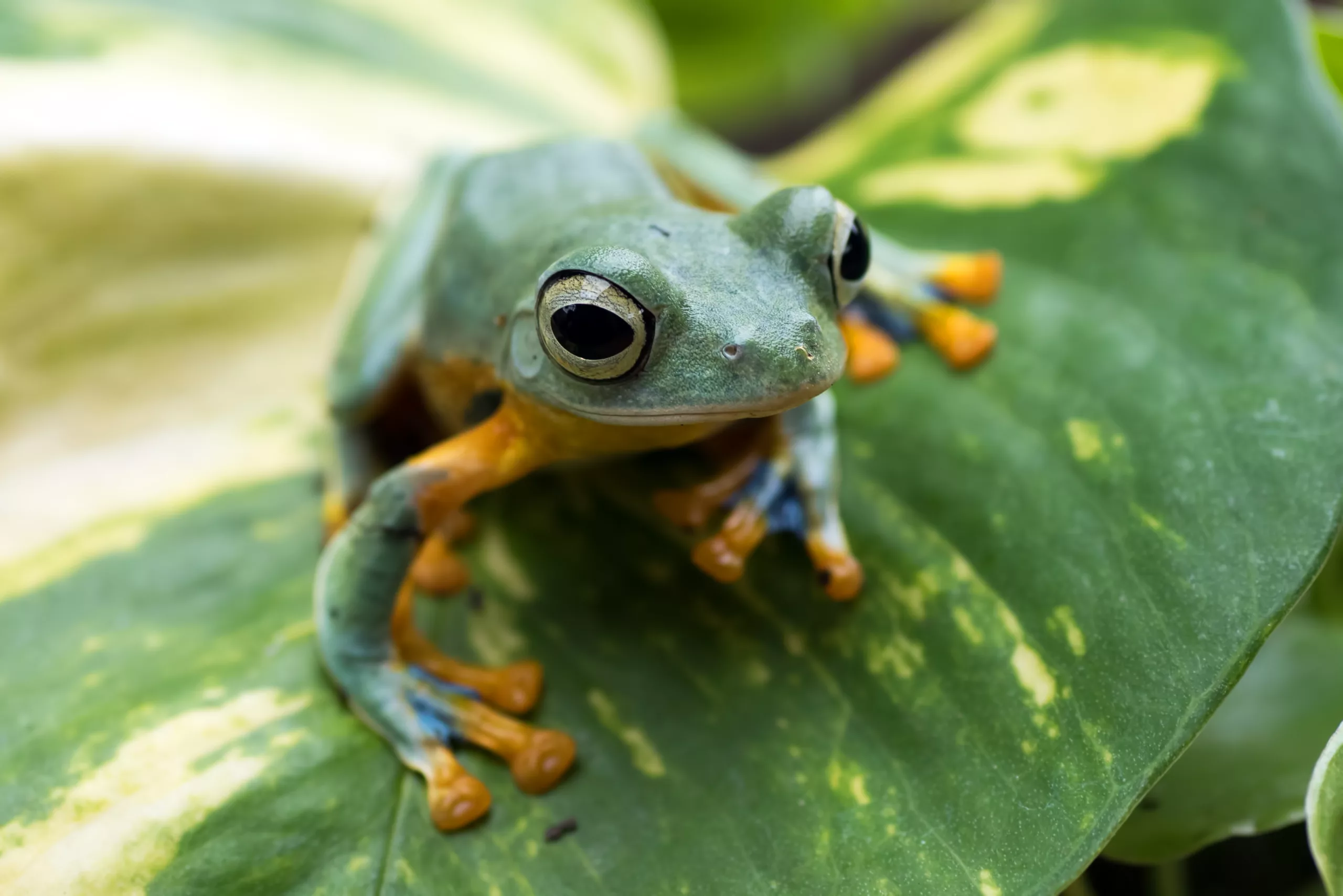 Frog mind: Gestire il flusso dei pensieri e coltivare la calma attraverso la consapevolezza